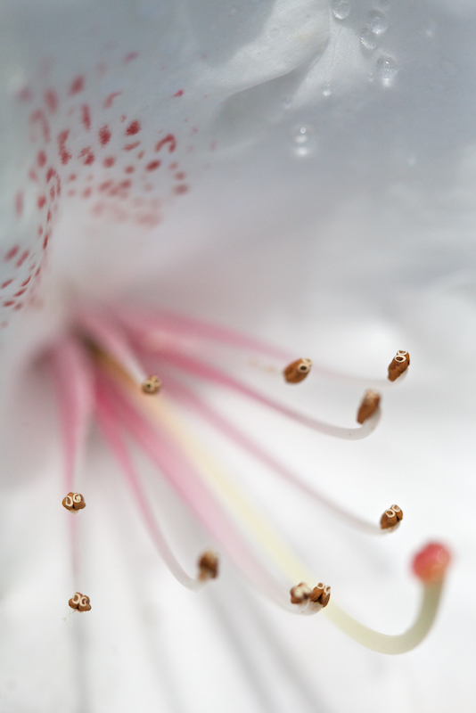 pink & white rhododendron
