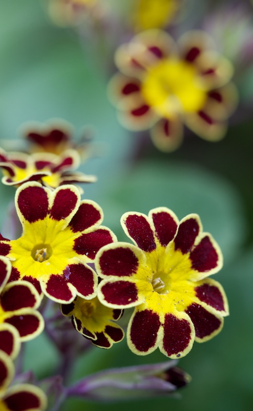 gold laced primula