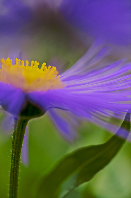 purple aster