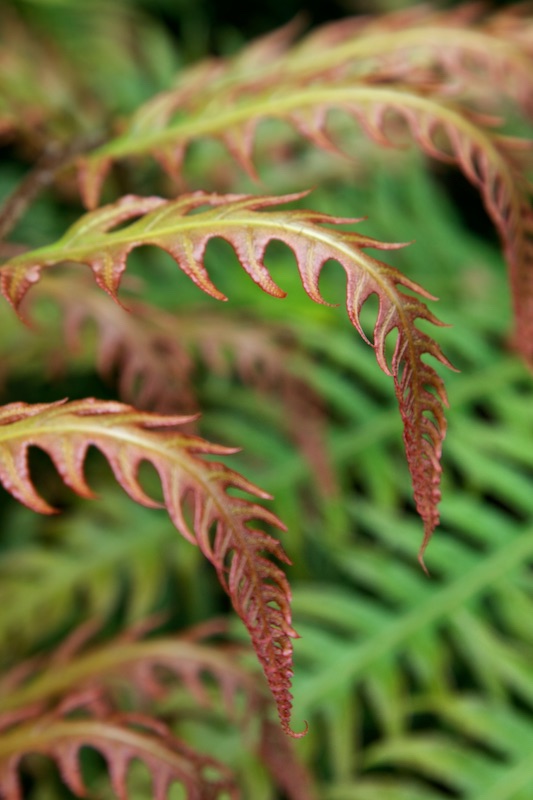 fern fronds