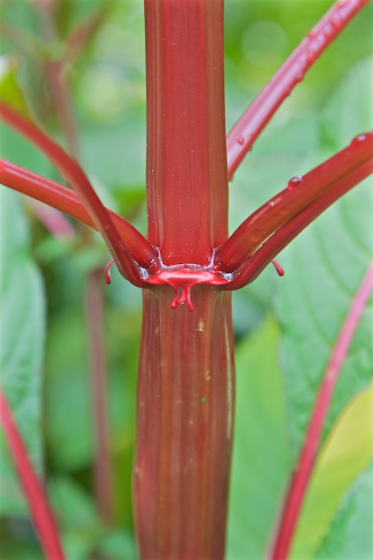 red stem