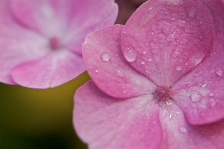 pink hydrangea