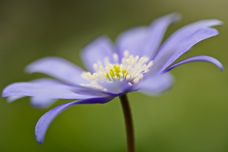 anemone blanda