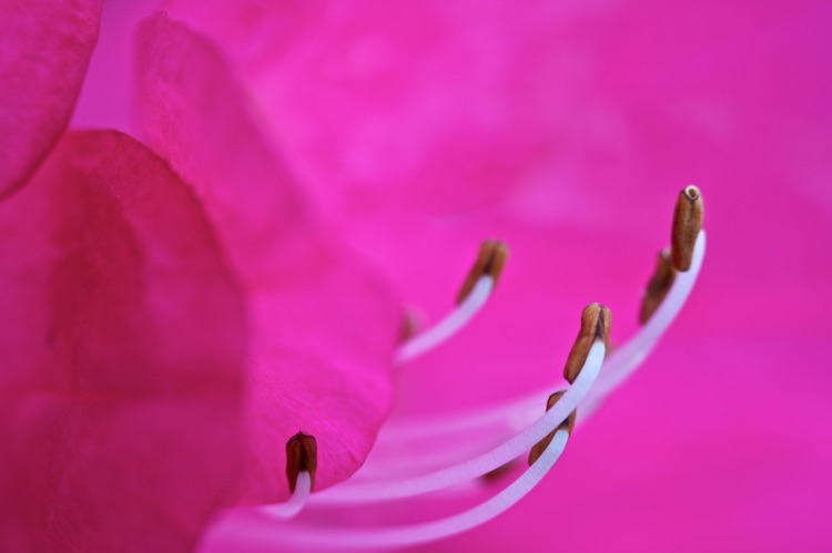 shocking pink rhododendron