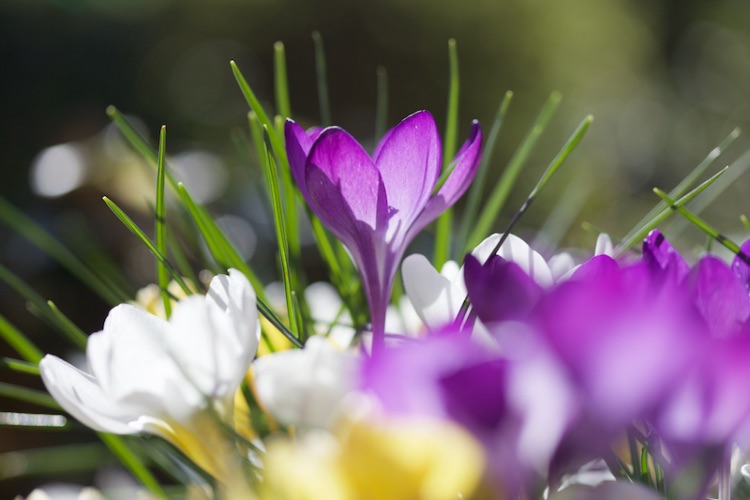 crocuses