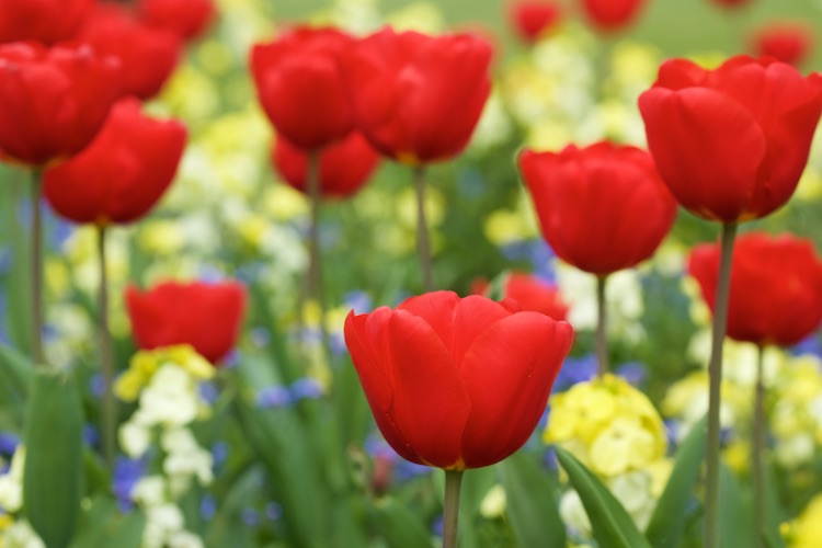 red tulips