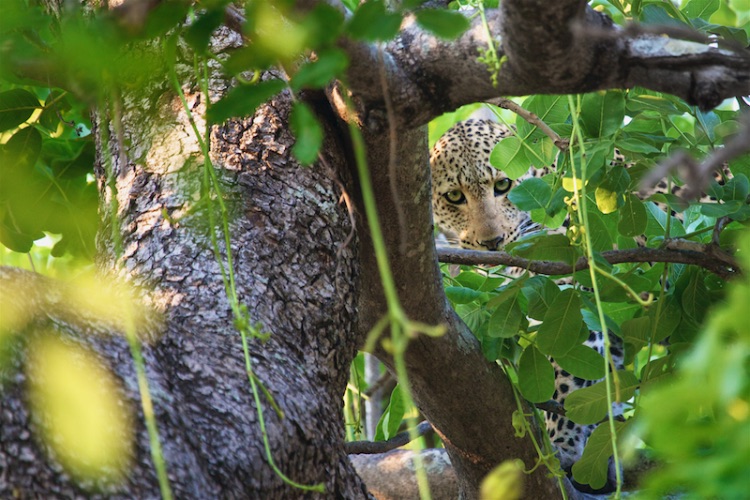 hidden leopard