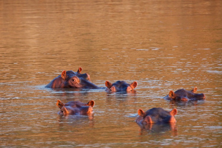 hippos at sunset
