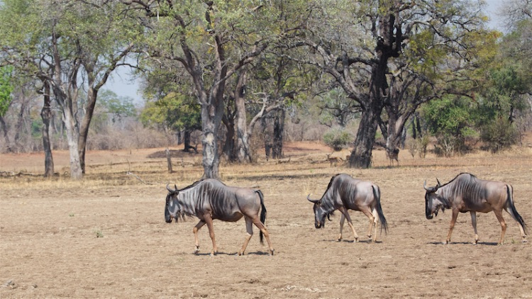 cooksons wildebeest