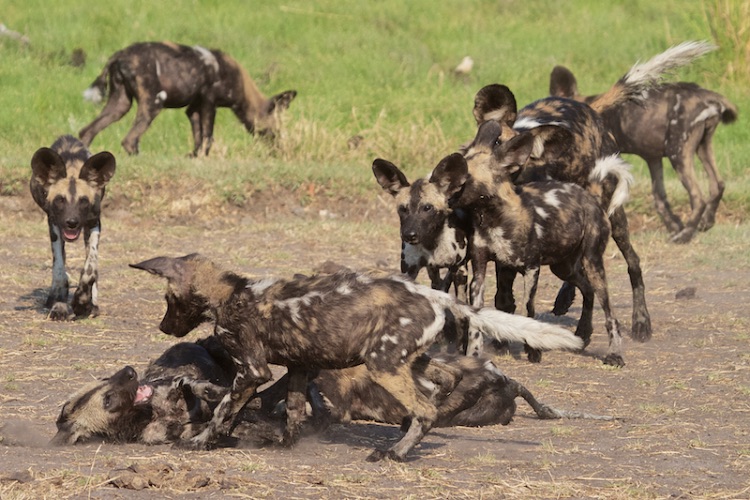 143 wilddogs