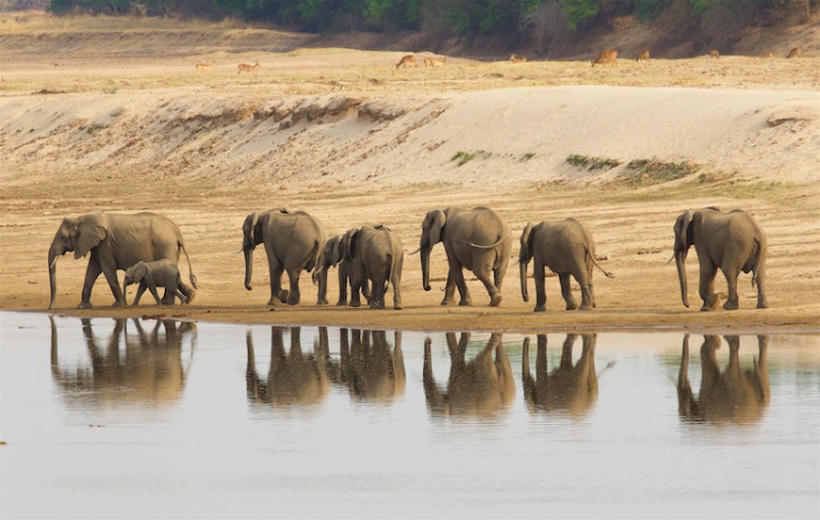 elephant reflections