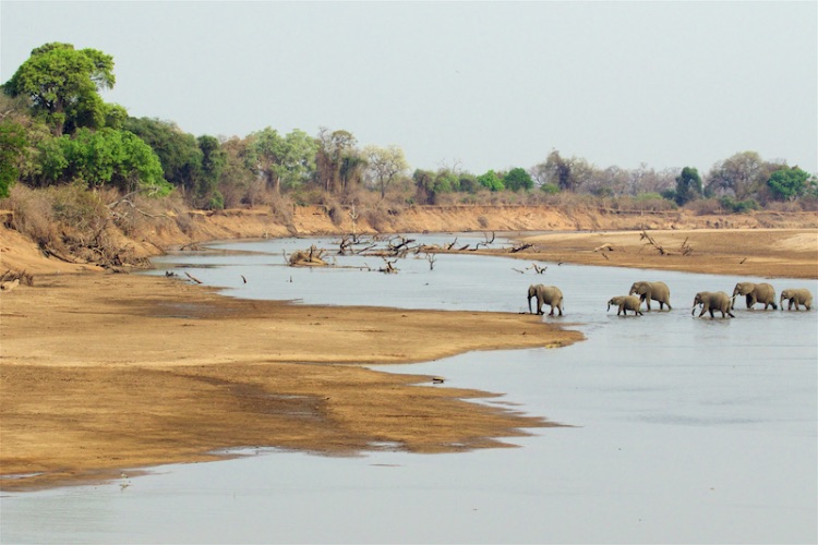 elephants in environment