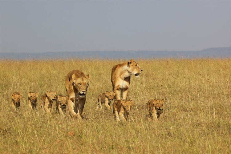 lions & cubs