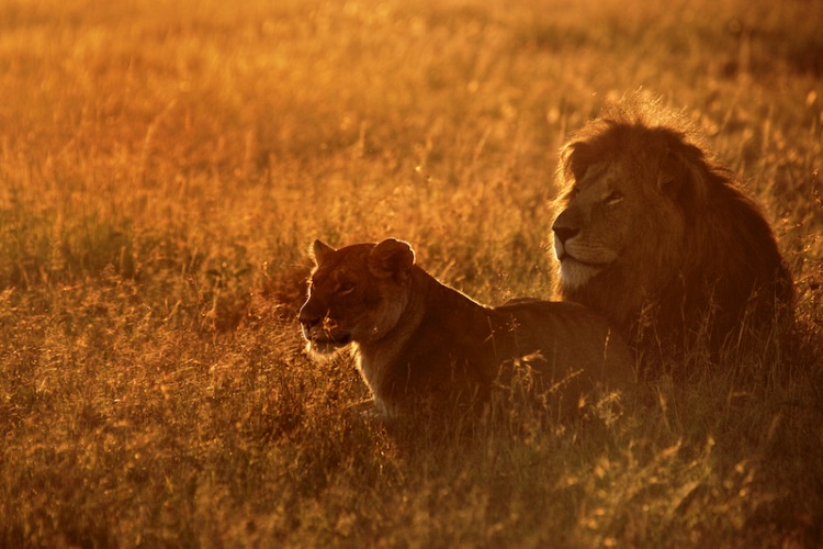 backlit lions