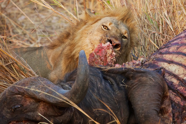lion & carcass