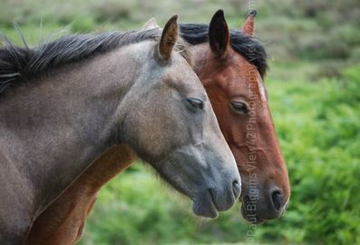 Snoozing New Forest Ponies New Forest snoozing sleeping ponies print