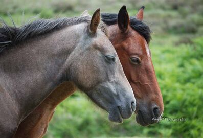 Snoozing Ponies, New Forest