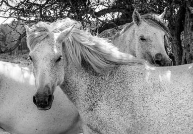 New Forest White Ponies New Forest White Ponies print