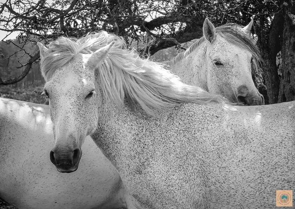 Posing Ponies