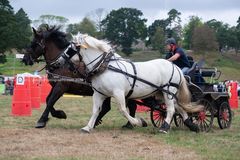 EL18-181 Ellingham Ringwood Show 2018