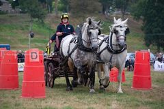 EL18-191 Ellingham Ringwood Show 2018