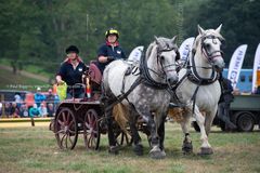 EL18-194 Ellingham Ringwood Show 2018