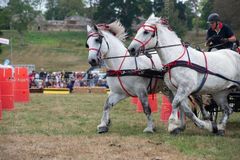 EL18-198 Ellingham Ringwood Show 2018