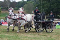 EL18-201 Ellingham Ringwood Show 2018