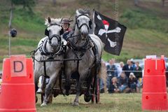EL18-206 Ellingham Ringwood Show 2018