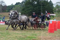 EL18-211 Ellingham Ringwood Show 2018