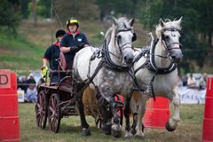 EL18-218 Ellingham Ringwood Show 2018