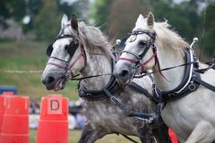 EL18-219 Ellingham Ringwood Show 2018