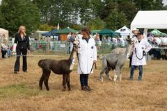 EL18-2 Ellingham Ringwood Show 2018