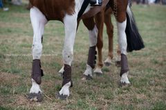EL18-252 Ellingham Ringwood Show 2018