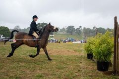 EL18-276 Ellingham Ringwood Show 2018