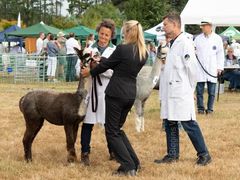 EL18-4 Ellingham Ringwood Show 2018