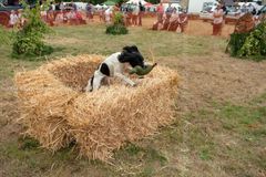 EL18-69 Ellingham Ringwood Show 2018