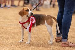 FF2018-360 Fordingbridge Festival 2018