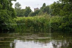 FF2018-415 Fordingbridge Festival 2018
