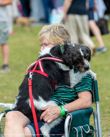 Fordingbridge Festival 2019