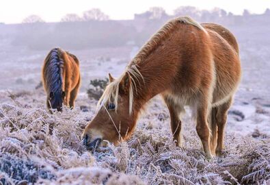 Frosted Ponies, New Forest