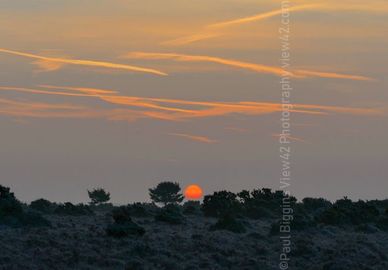 New Forest winter sunrise, Coopers Hill 20" x 16" incl. mount, £30. New Forest winter sunrise print