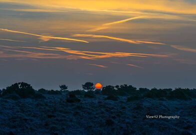 Winter Sunrise, Cooper's Hill, New Forest