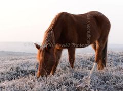 One Sock Pony, New Forest