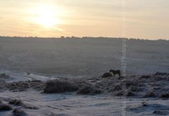 January Morning, Ashley Walk, New Forest. 16" x 12" incl. mount Fordingbridge New Forest print January winter front sunrise.