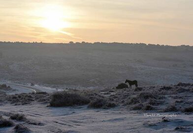 Ashley Walk, New Forest