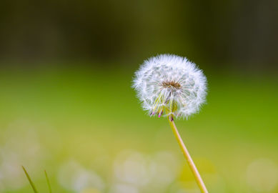 Dandelion Clock