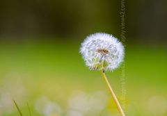 Dandelion Clock
