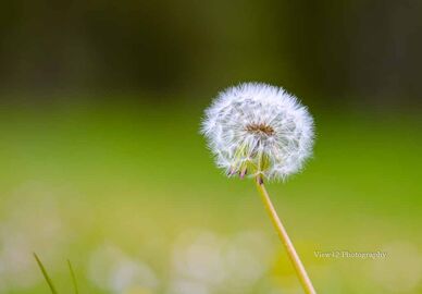 Dandelion