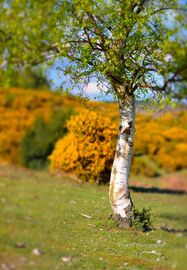 Silver Birch, New Forest